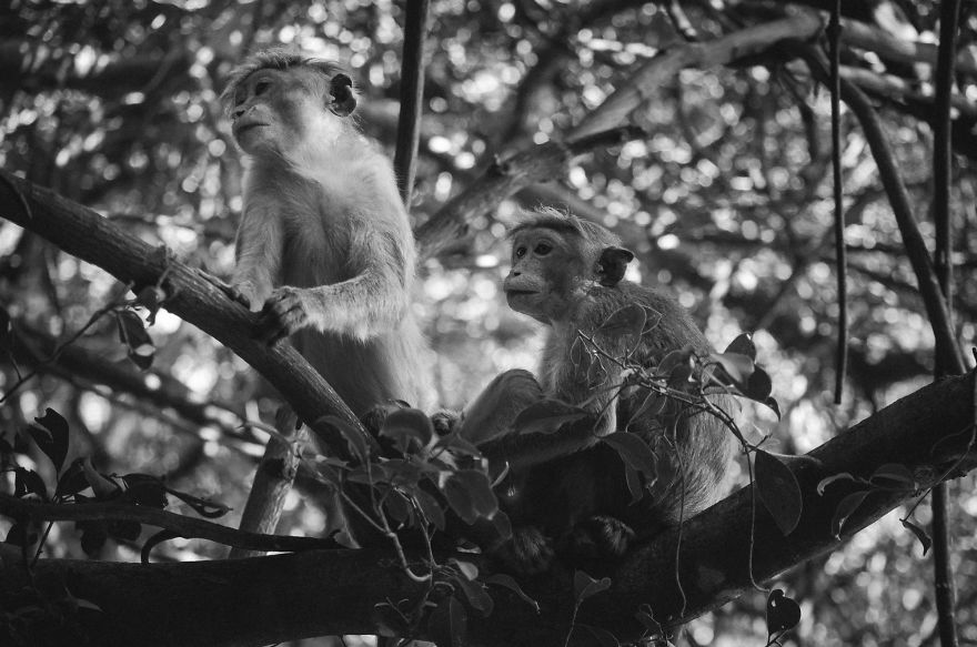 I Took This Series Of Makaka Portraits During My Trip In Sri Lanka