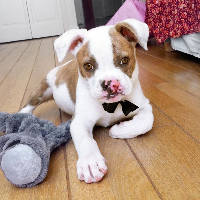 This Unexpected Friendship Between A Dog And A Turtle Is The Sweetest Thing You'll See Today
