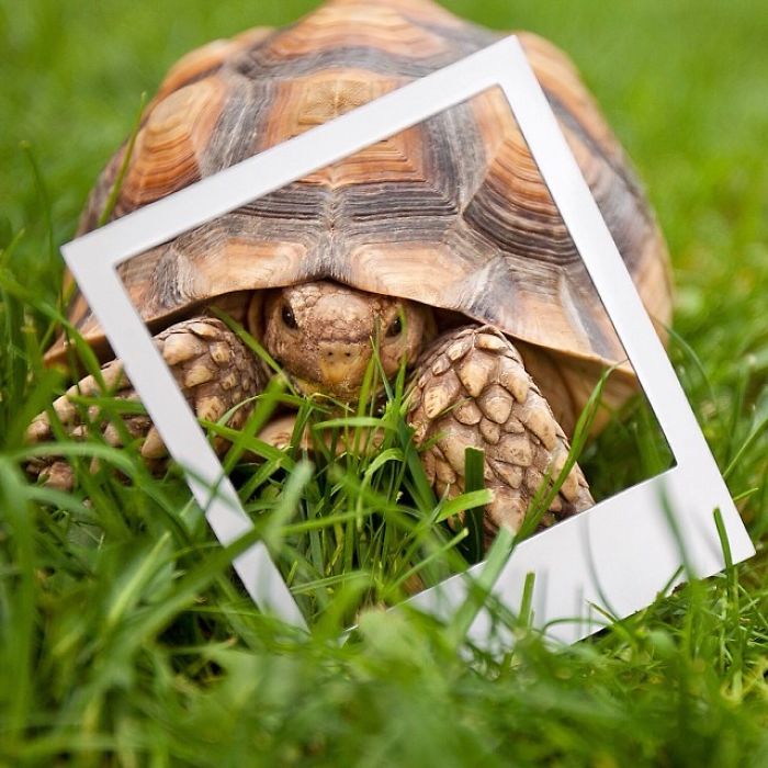 This Unexpected Friendship Between A Dog And A Turtle Is The Sweetest Thing You'll See Today