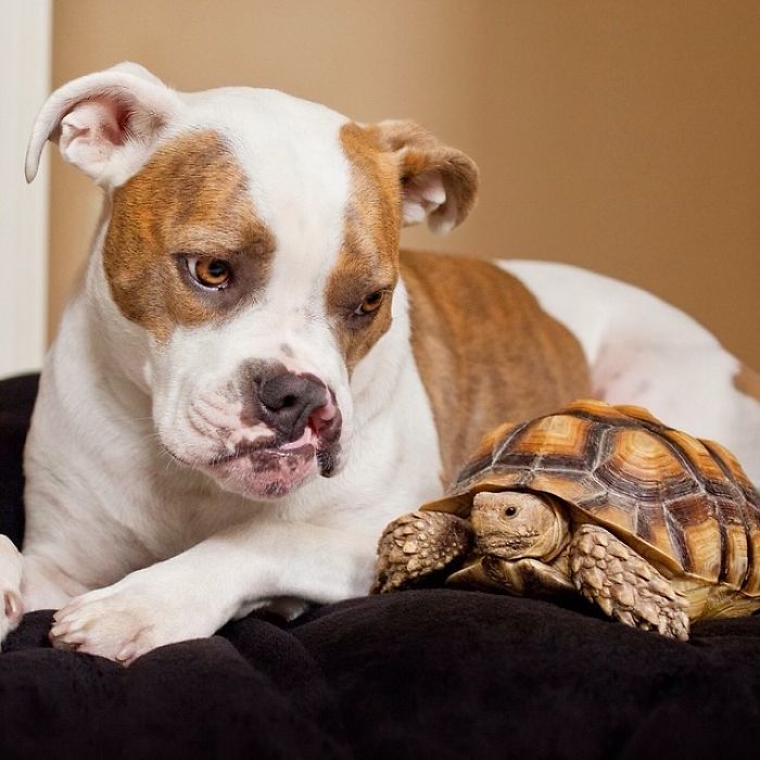 This Unexpected Friendship Between A Dog And A Turtle Is The Sweetest Thing You'll See Today