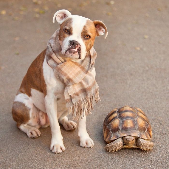 This Unexpected Friendship Between A Dog And A Turtle Is The Sweetest Thing You'll See Today This Unexpected Friendship Between A Dog And A Turtle Is The Sweetest Thing You'll See Today