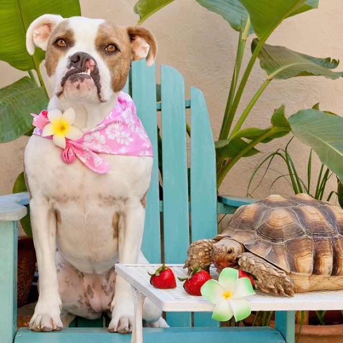 This Unexpected Friendship Between A Dog And A Turtle Is The Sweetest Thing You'll See Today This Unexpected Friendship Between A Dog And A Turtle Is The Sweetest Thing You'll See Today