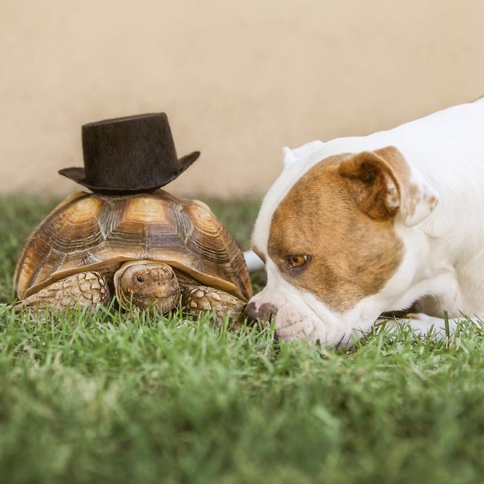 This Unexpected Friendship Between A Dog And A Turtle Is The Sweetest Thing You'll See Today