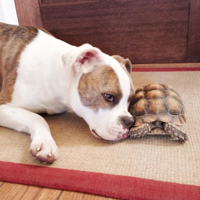 This Unexpected Friendship Between A Dog And A Turtle Is The Sweetest Thing You'll See Today