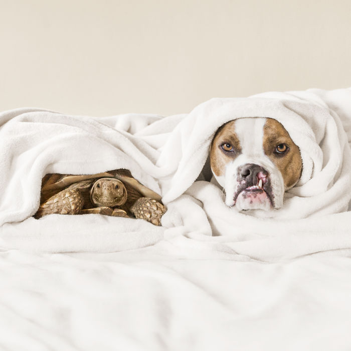 This Unexpected Friendship Between A Dog And A Turtle Is The Sweetest Thing You'll See Today