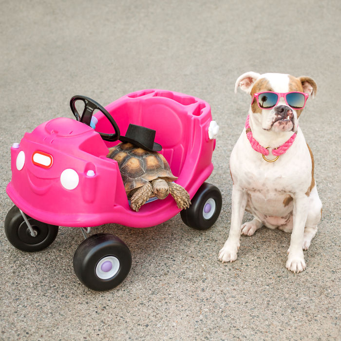 This Unexpected Friendship Between A Dog And A Turtle Is The Sweetest Thing You'll See Today