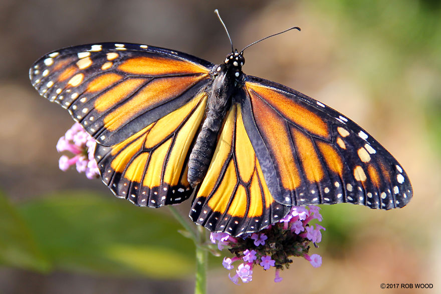 Can You Imagine A World Without Butterflies? Can You Imagine A World Without Butterflies?