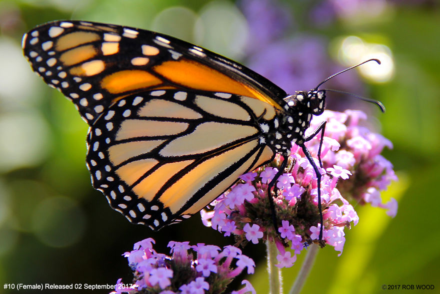 Can You Imagine A World Without Butterflies? Can You Imagine A World Without Butterflies?
