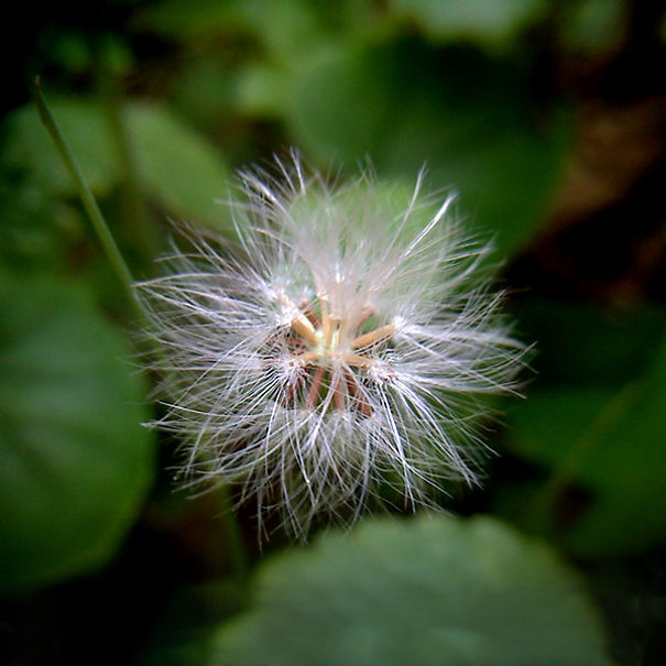 This Hack Lets You Take Amazing Macro Photos With Any Smartphone