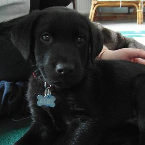 roberta-ferraro avatar