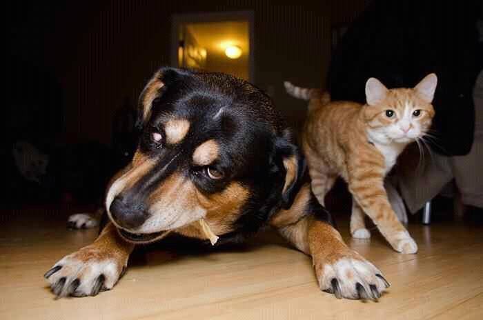 What This Dog Is Doing Here?