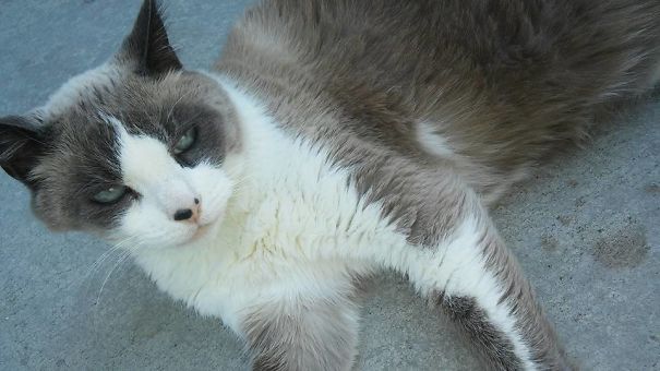This Is Booger - Laying On Her Invisible Air Pillow.