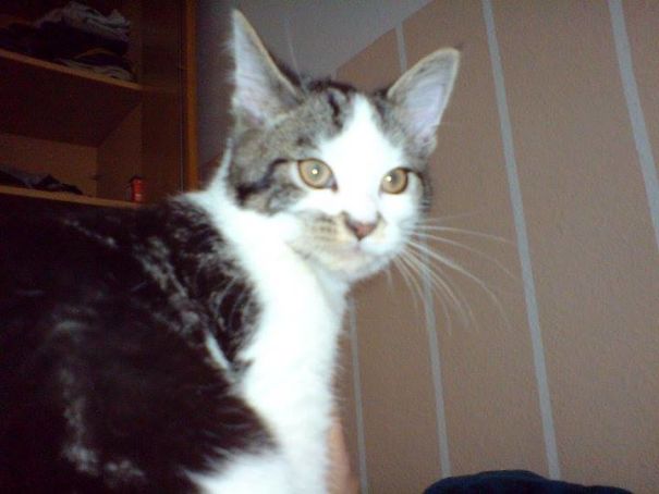 My Thori (https://www.facebook.com/gizzy-thori-and-sisi-da-second-hand-kittehz-576379702467034/) Looks As If He Made A Mess With The Wet Food While Eating Around His Mouth And Nose!!!