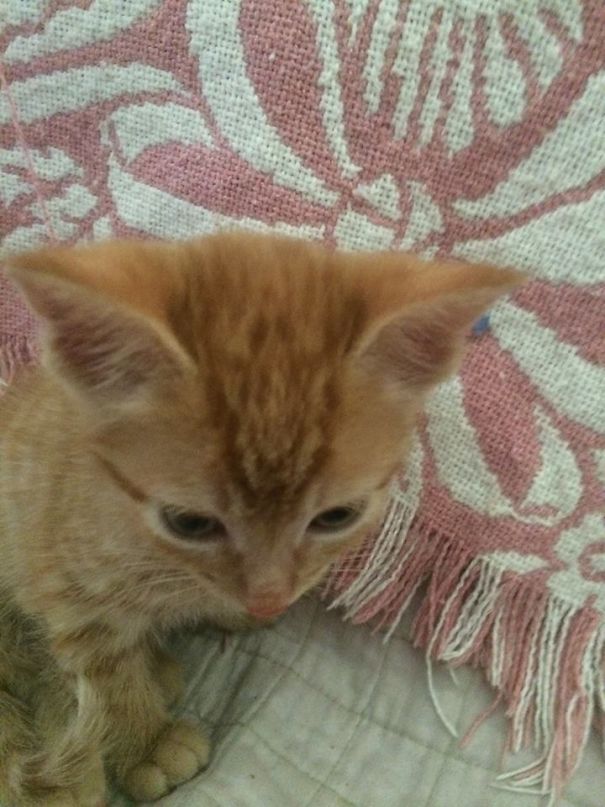 Mom's Kitten, Leona, Has A Lion On Her Head.