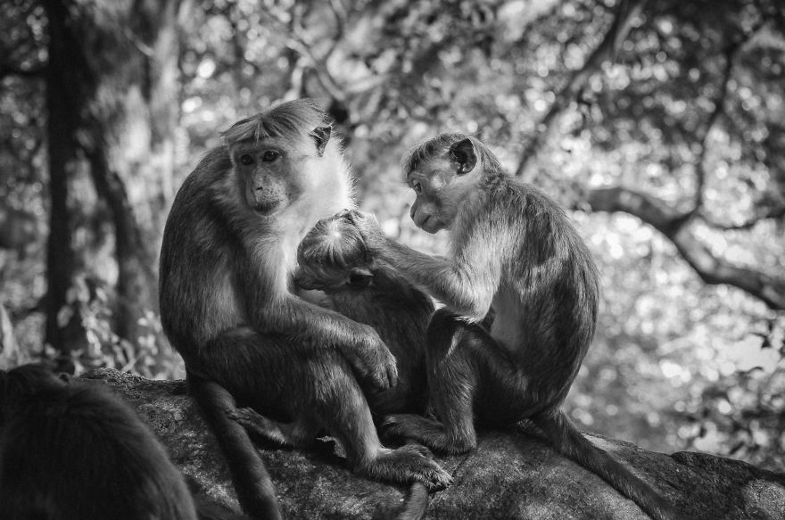 I Took This Series Of Makaka Portraits During My Trip In Sri Lanka