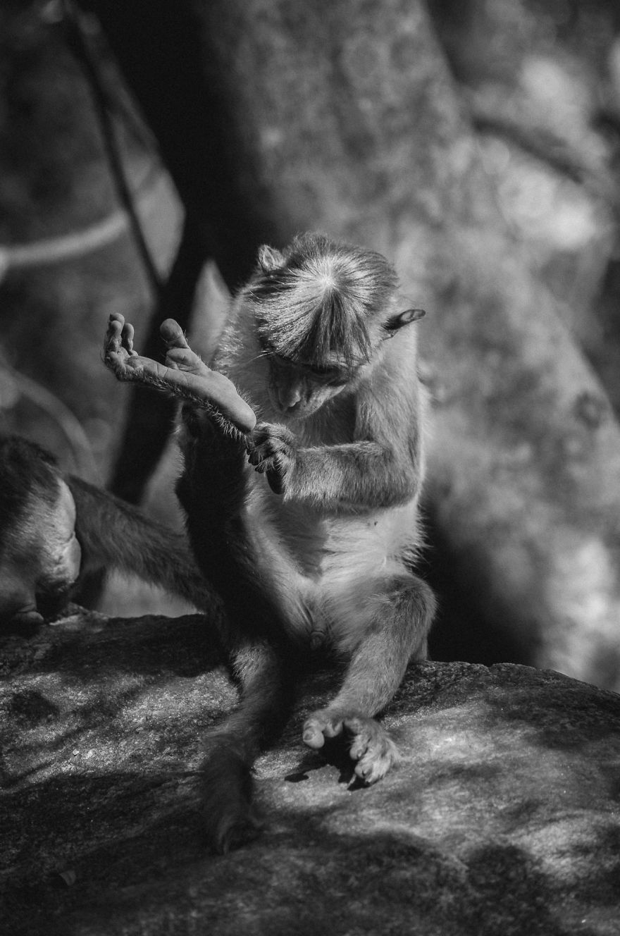 I Took This Series Of Makaka Portraits During My Trip In Sri Lanka
