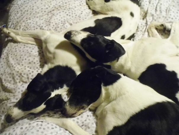 Siblings (30 Of My 8 Pets)