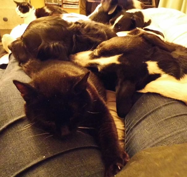 Lets All Snuggle On The Pet Humans Lap