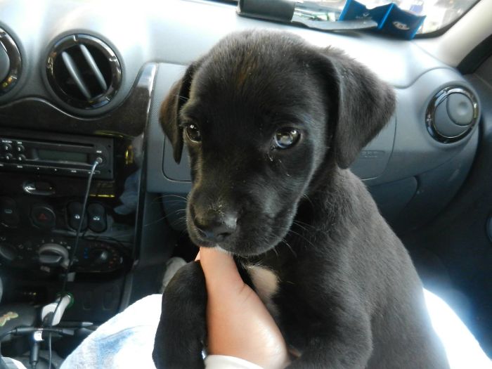 Right After Being Rescued, Little Did She Know Of The Love She'd Get.