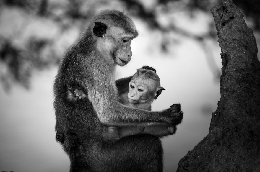 I Took This Series Of Makaka Portraits During My Trip In Sri Lanka