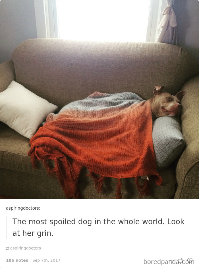 Spoiled-dogs-that-live-better-than-you