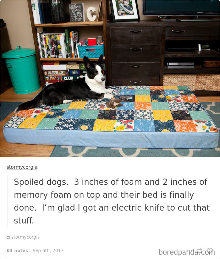 Spoiled-dogs-that-live-better-than-you