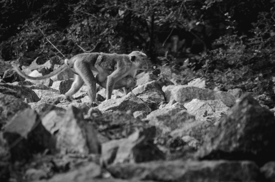 I Took This Series Of Makaka Portraits During My Trip In Sri Lanka