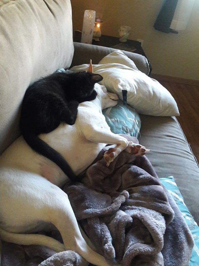 Vito (cat) Isn't This What My Big Brother Capone Is For...