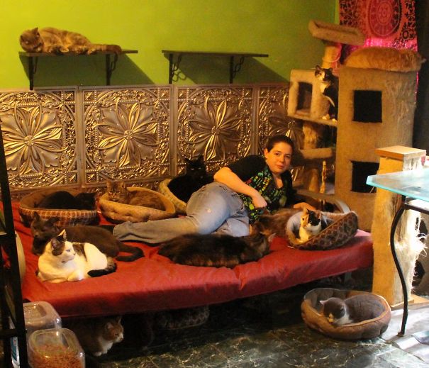 Happiness Times A Dozen Plus.... I Have 15 Kids (aka Cats, All Spayed/neutered). This Is Their Room, Set Up With Cat Trees And Supplies Just For Them. Most Have Been Rescued As Young Kittens And With Me Well Over A Decade. Pictured Are 13 Of My Guys With Me. The Big Black And Brown Tabby I Lost Earlier This Year To Cancer...but Not 3 Months Later, A Relative Brought Home A Mom And 2 Two-week-old Kittens To 'foster'....well, Turns Out, They Blended Perfectly With The Group And Are Here To Stay. There's Nothing Quite Like Being Surrounded By All This Love. Some Were Ex-ferals That Couldn't Be Handled, That Now Reach Out To Lick My Face And Cuddle. They're Worth All The Effort And Then Some.