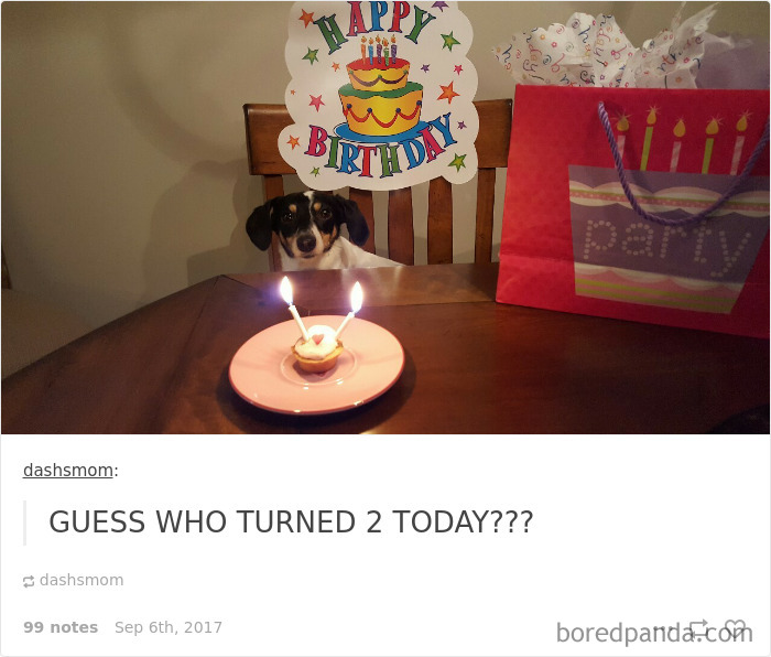 Spoiled-dogs-that-live-better-than-you