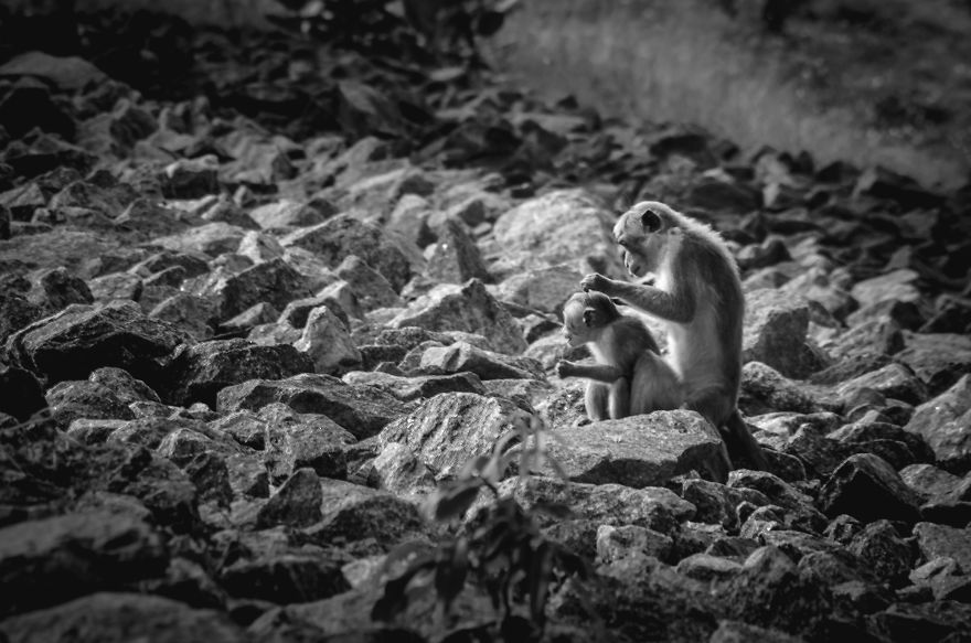 I Took This Series Of Makaka Portraits During My Trip In Sri Lanka