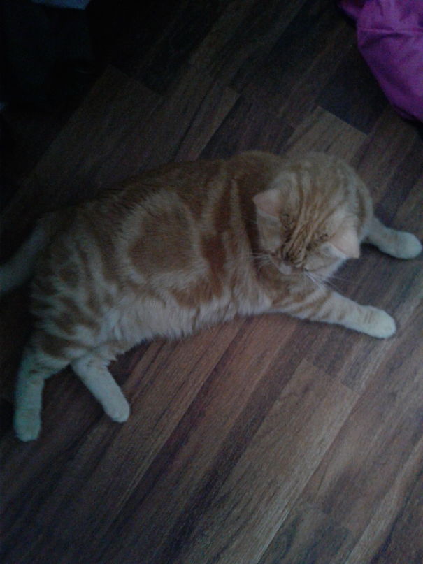 My Cat Has A Fish Like Marking