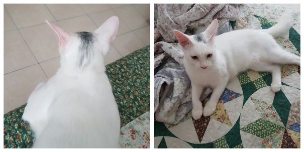 Bandit Has A Mohawk Style Hair