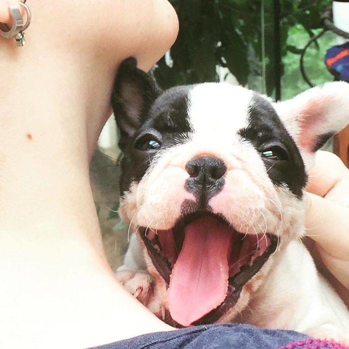 #66 This Is Lilly, I Had Watched Her Over Videos And Pictures Ever Since The Day She Was Born. I Was So Anxious To Meet Her, That I Drove More Than 100km Just To Hold Her A Little Bit Before Actually Bringing Her Home. Ever Since I Got Her (One Week After That Picture) Until Now, She Still Is The Soul Of The House.