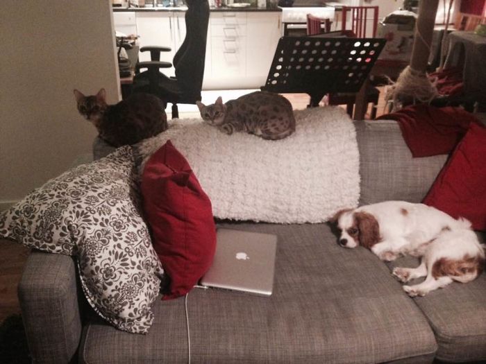 My Dream Team On The Couch.