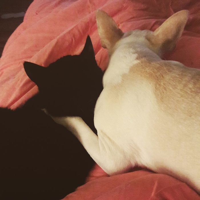 Capone (dog) And Vito (cat) Best Friends From The Day I Brought Vito Home.