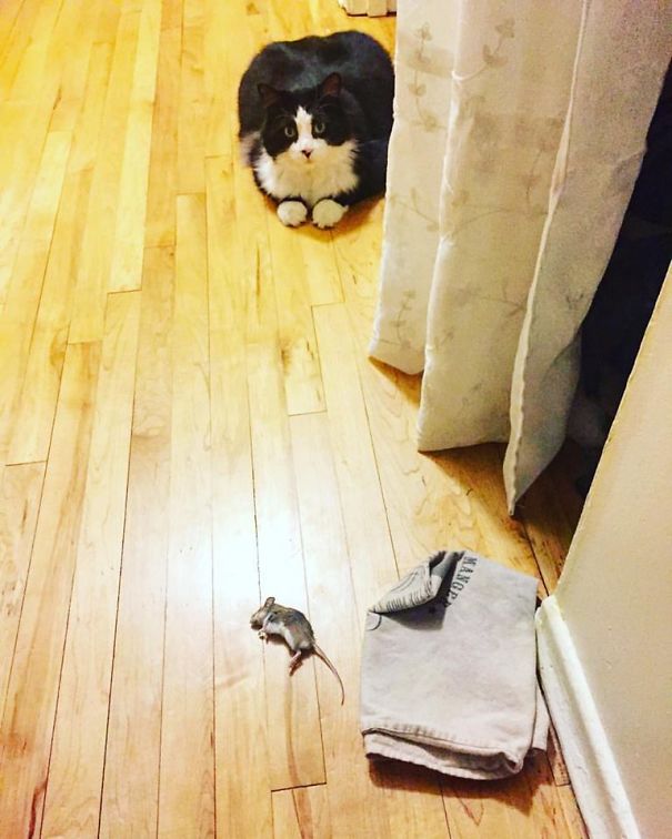 This Is The Gift My Cat Left For Me In A Dark Hallway.....may Have Kicked With My Foot! Look At Him With This Murder Mittens!