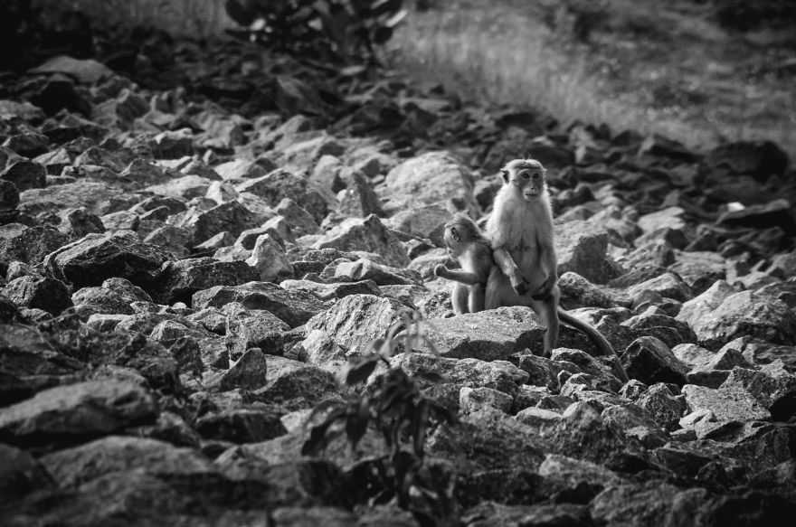 I Took This Series Of Makaka Portraits During My Trip In Sri Lanka