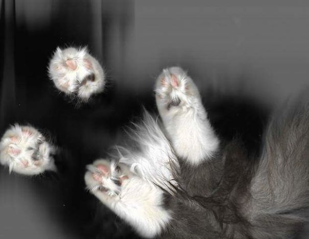 Kimmy's Hot Legs. All Dark Grey Kitty With White Socks!