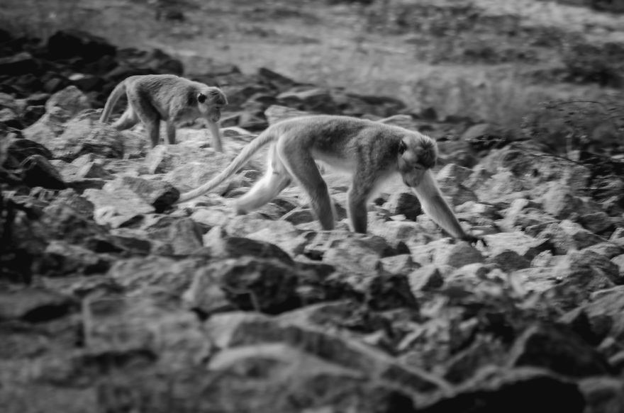 I Took This Series Of Makaka Portraits During My Trip In Sri Lanka