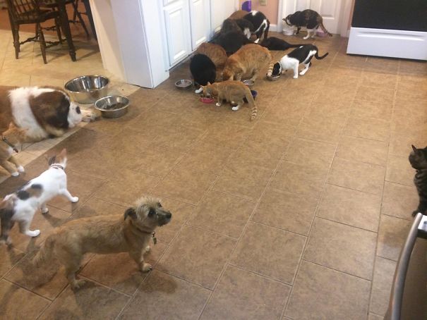 Dinner Time! 2 Dogs And 15 Of 20 Cats.