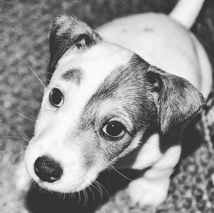 First Night In His Furever Home For My Finn. Instant Love!