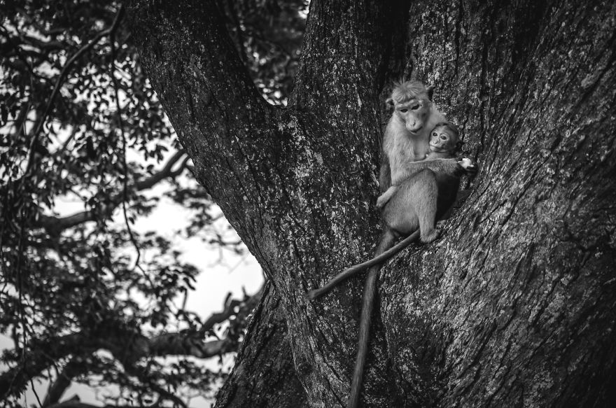 I Took This Series Of Makaka Portraits During My Trip In Sri Lanka