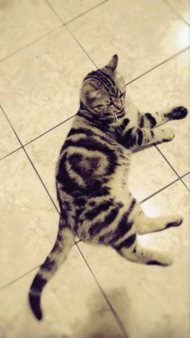 Heart Marking On My Little Ball Of Fluff :)