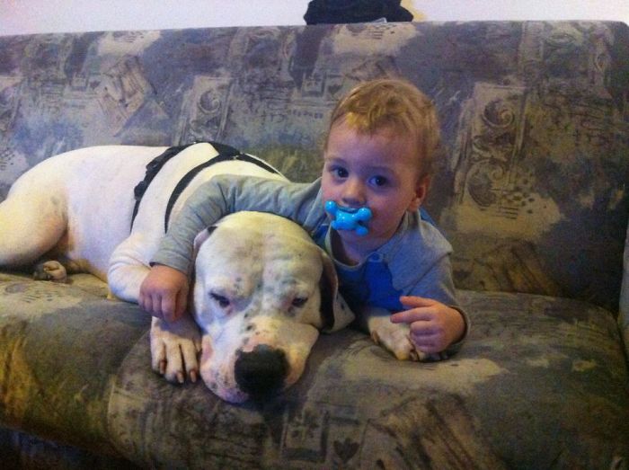 Samir - Our Dogo Argentino - Consider Himself The "big Brother" And He Must Cuddle Up Wherever Is Robert...
