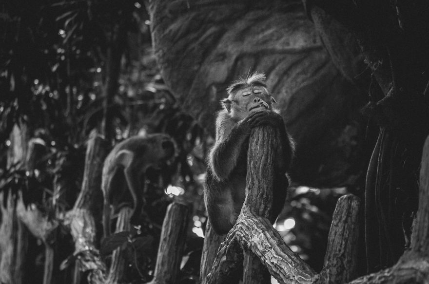 I Took This Series Of Makaka Portraits During My Trip In Sri Lanka