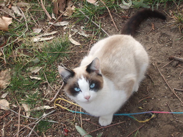 #173 - My Cat Verigo With The Most Beautiful Face Markings. Part Himalayan, I Think. Missed Him When He Disappeared.