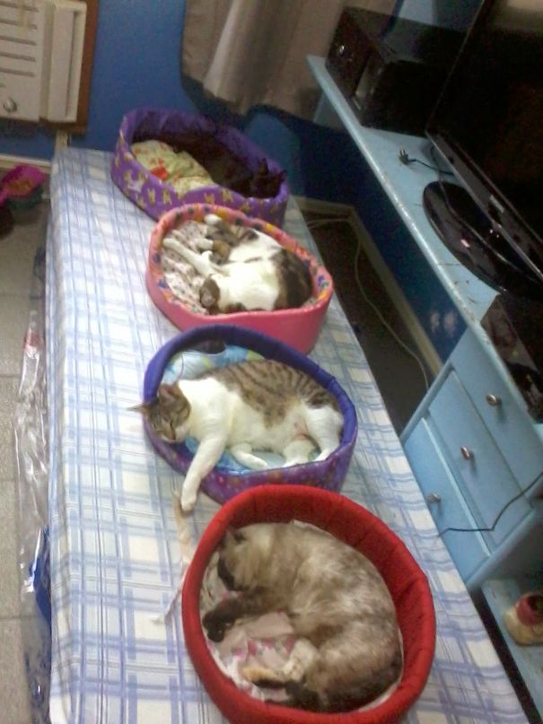 My Mom Had 14 Cats, Here's A Few :)