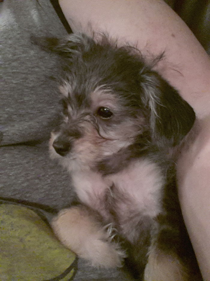 The First Night With My Annie Girl In 2014, This Is Still Her Favorite Place To Sit 😊