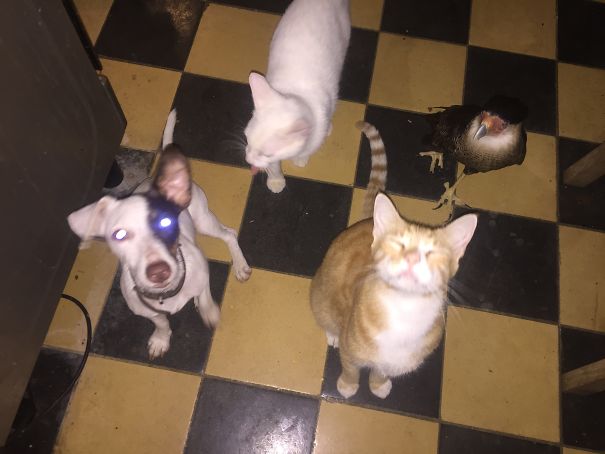 Don't Worry About The Differences, They All Think They Are Human..and Yes They Share The House With More Human Wannabes